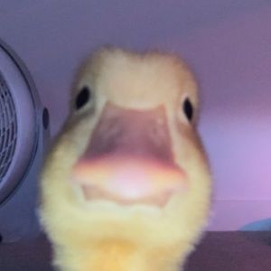 Meet your Posher, April